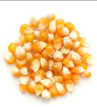 Organic Popcorn Kernels