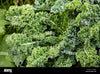 Organic grand Kale vert Glendora