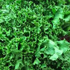 Organic Green Lettuce