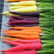 Carrots - Multicolored by Carya, 1 bunch