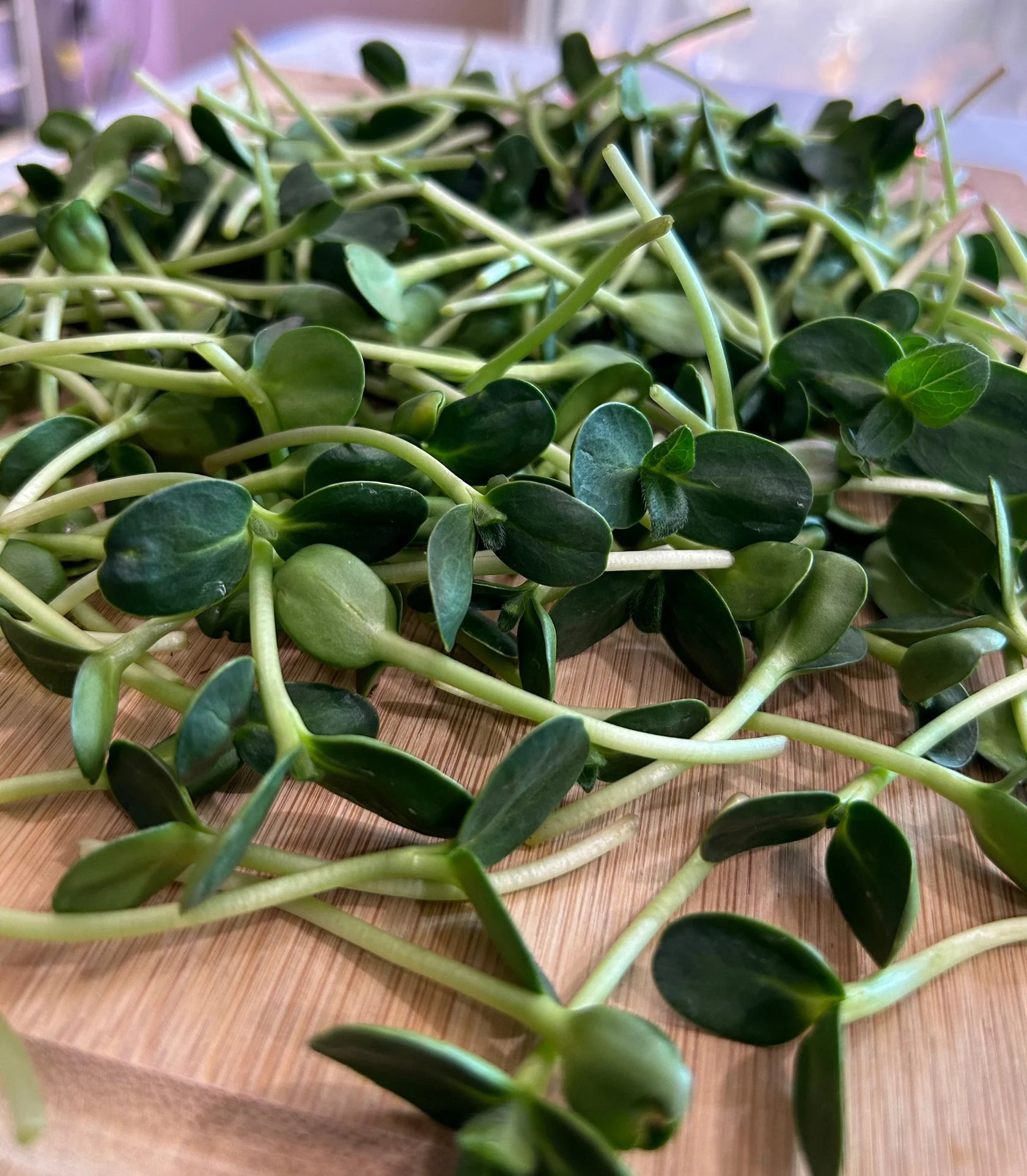 Sunflower Sprouts by Montreal Microgreens, 80g