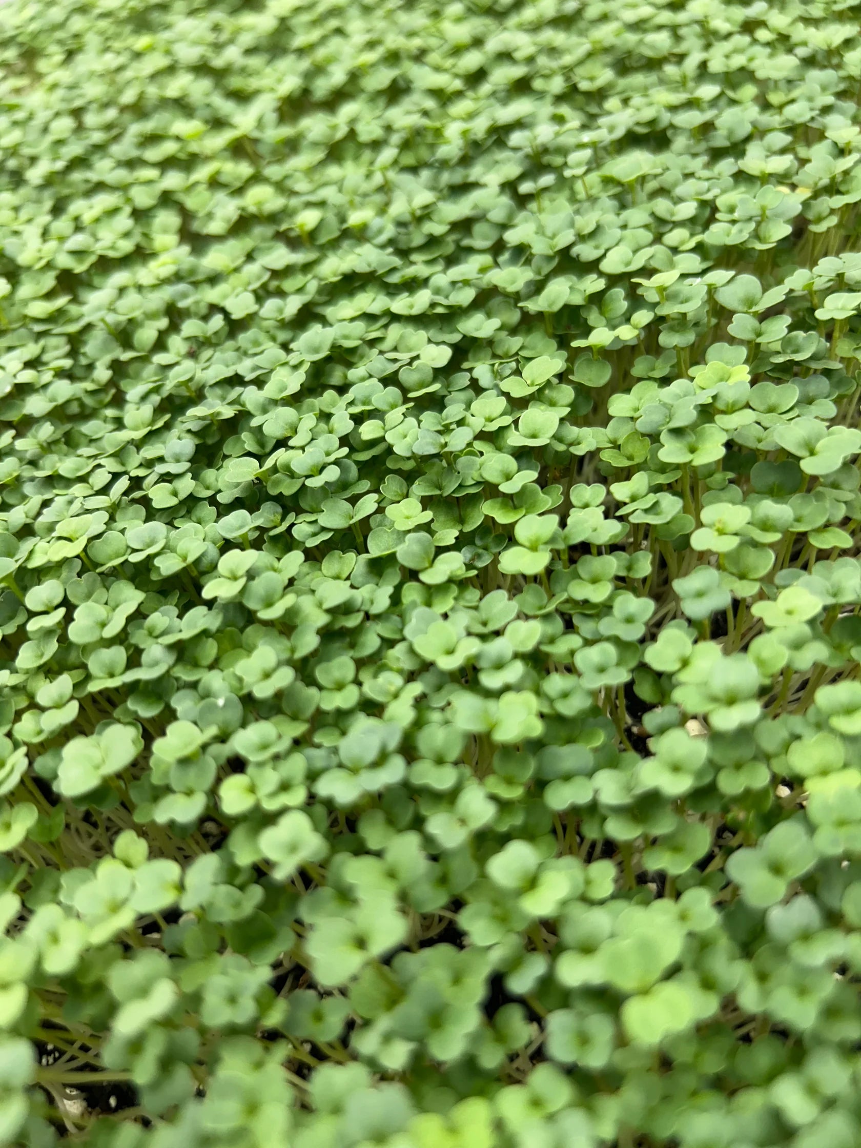 Arugula Sprouts by Montreal Microgreens, 80g