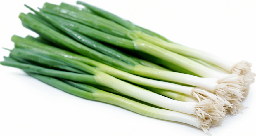 Green Onion, 1 bunch