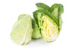 Organic Pointed Cabbage by Carya