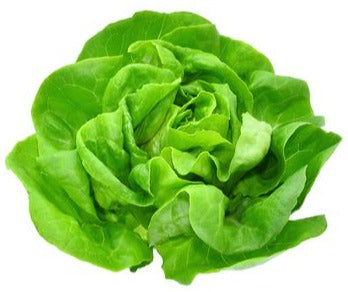 Organic Boston lettuce