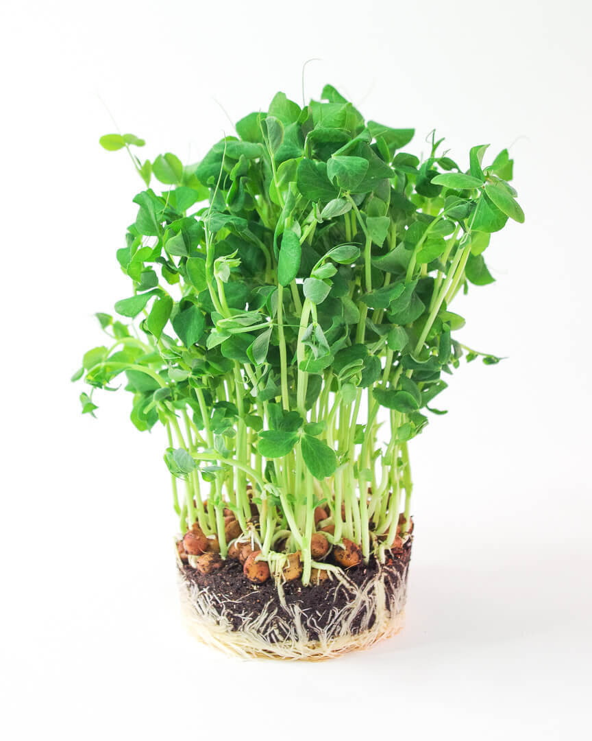 Sunflower Sprouts Sprouts by Carya, 100g