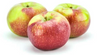 Pommes Lobo biologiques locales (3lbs environ 10-12)