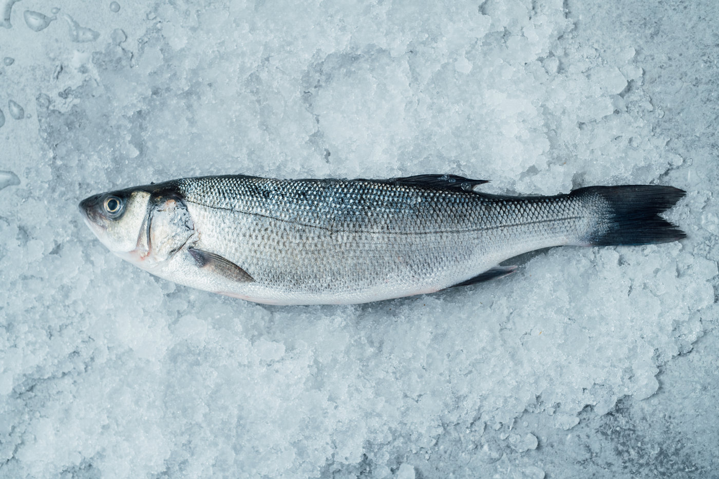 Filet de branzino frais AKA Seabass AKA Loup de Mer