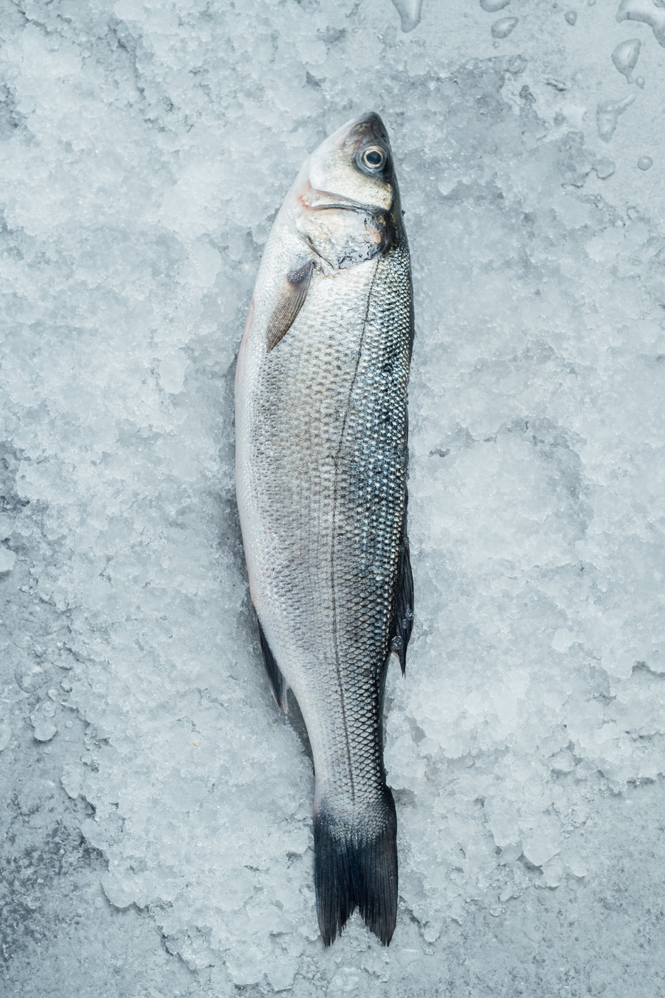 Branzino entier frais AKA Seabass AKA Loup de Mer par Oysterblood