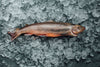 Fresh Arctic Char by Oysterblood from Quebec