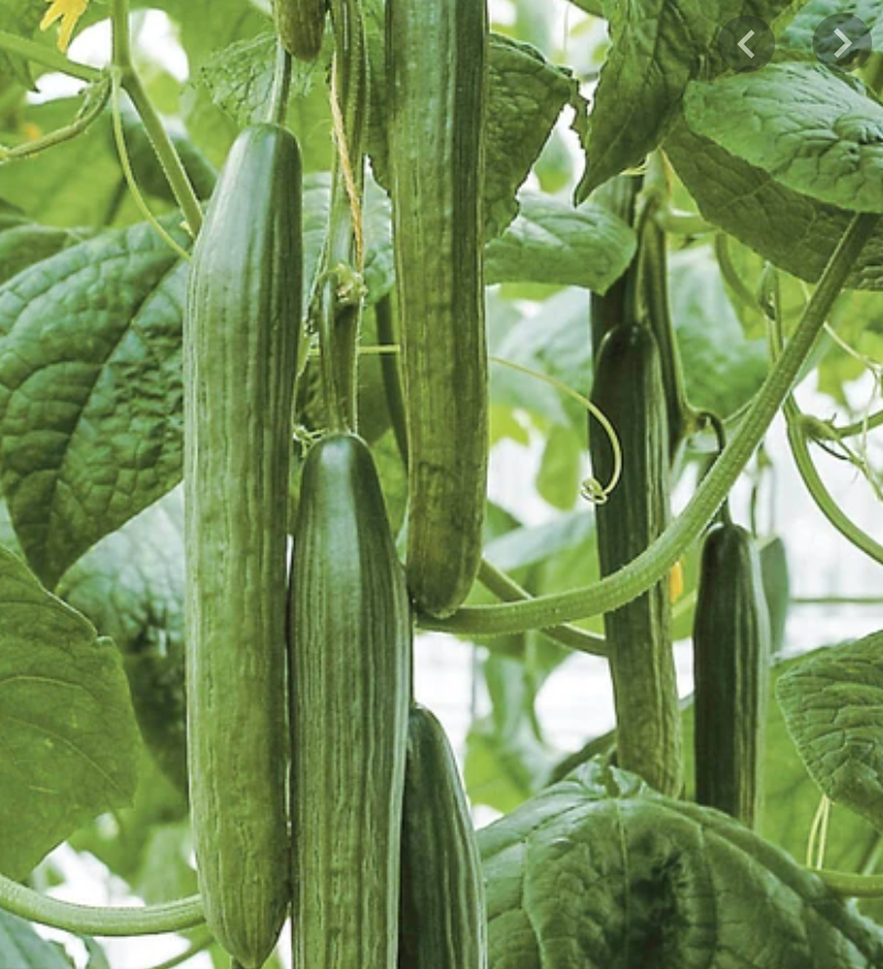 Concombre anglais bio, 1
