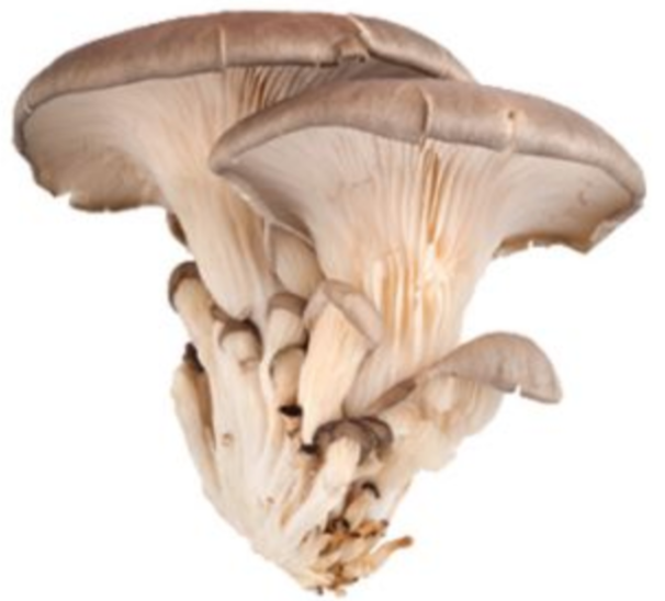 Black Oyster Mushrooms, Organic, 100g