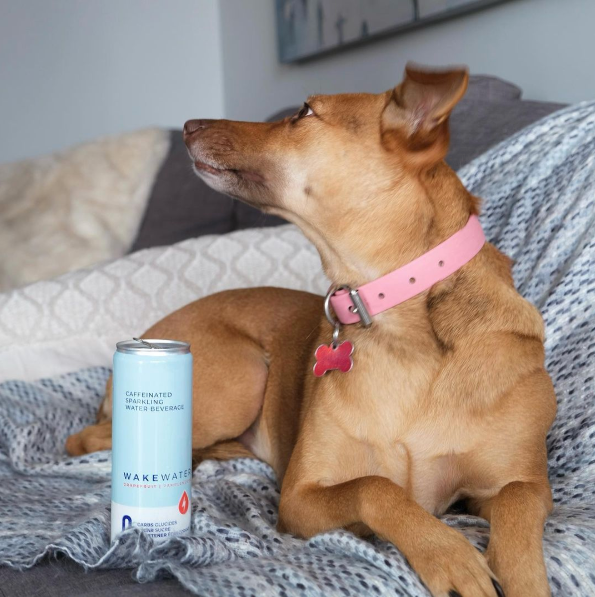 Eau de sillage au citron, 4 canettes 355 ml