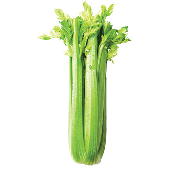 Celery
