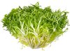 Organic Green Chicory lettuce