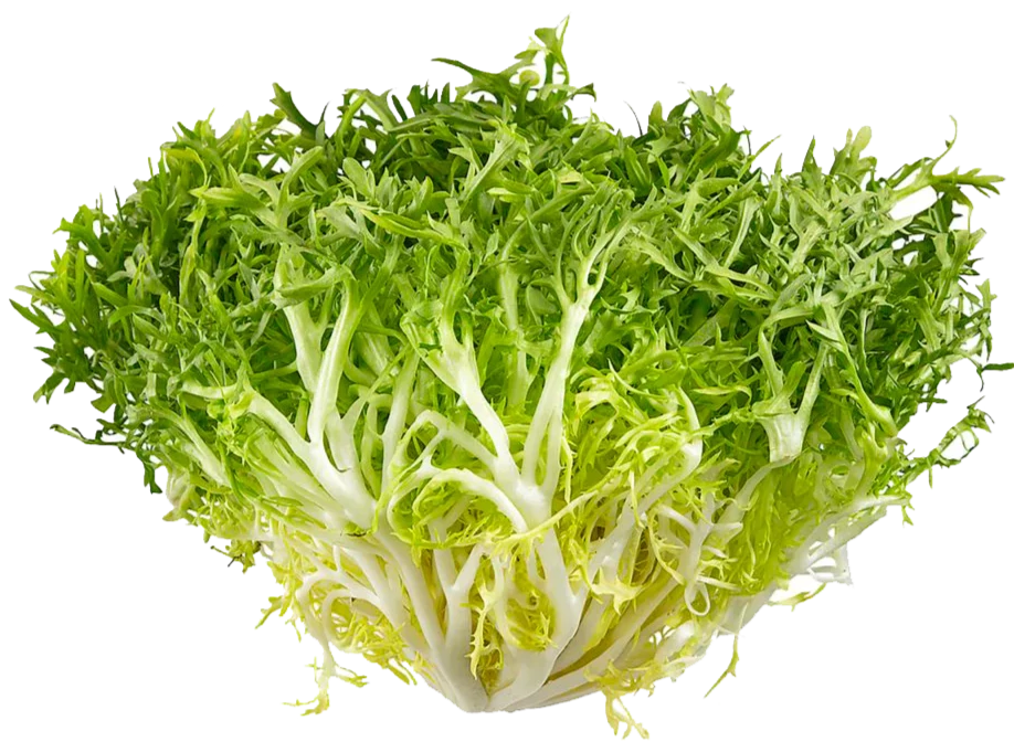 Organic Green Chicory lettuce