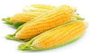 Organic Corn on the Cob, 1