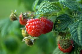 Framboises bio, 170g