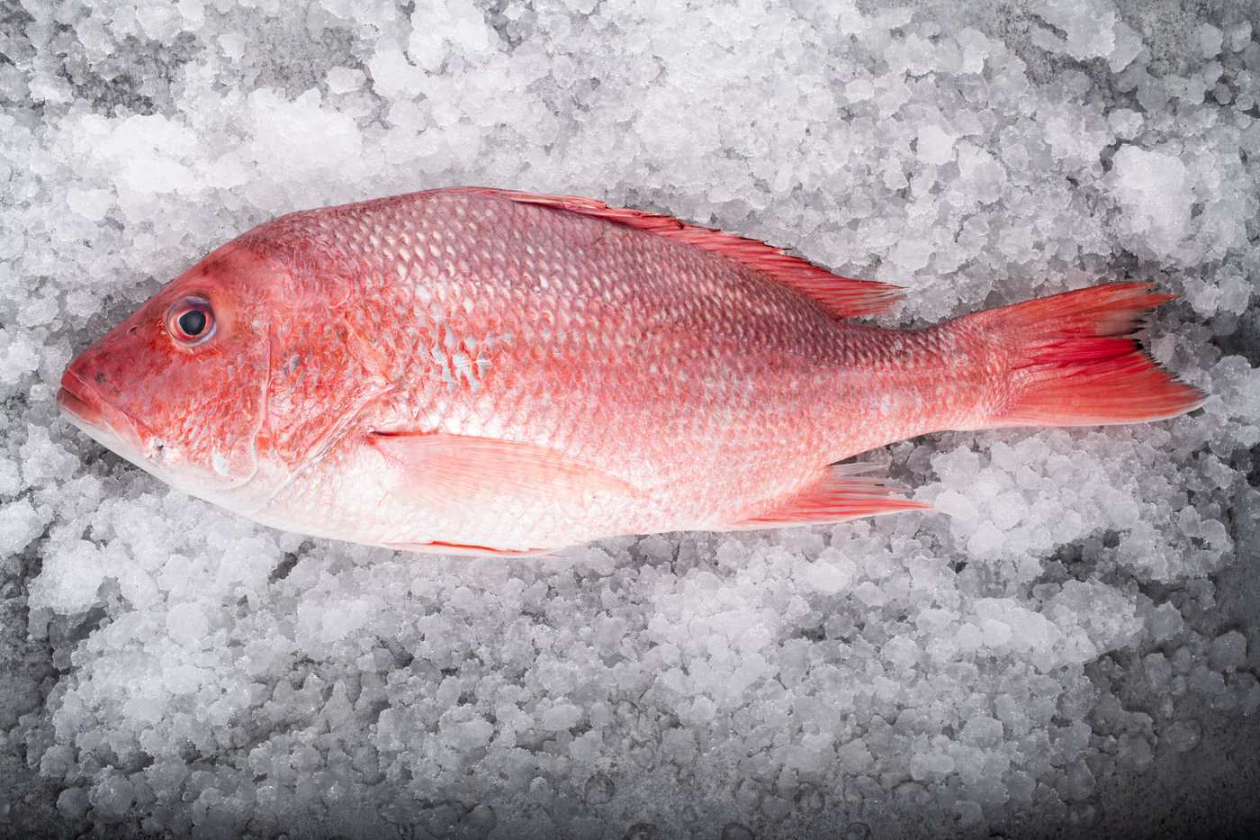 Filets de vivaneau rouge sauvage Oysterblood